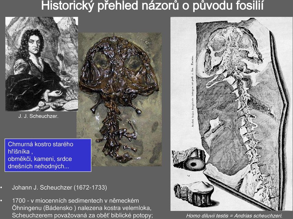 Scheuchzer (1672-1733) 1700 - v miocenních sedimentech v německém Öhningenu (Bádensko )