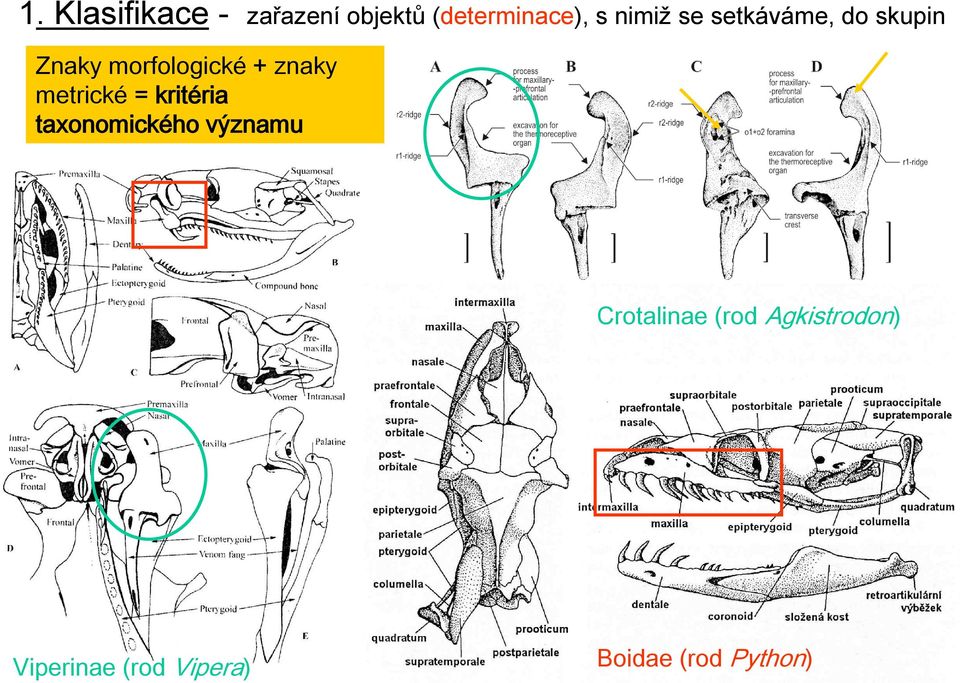 znaky metrické = kritéria taxonomického významu