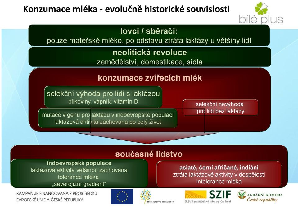 indoevropské populaci laktázová aktivita zachována po celý život selekční nevýhoda pro lidi bez laktázy indoevropská populace laktázová aktivita