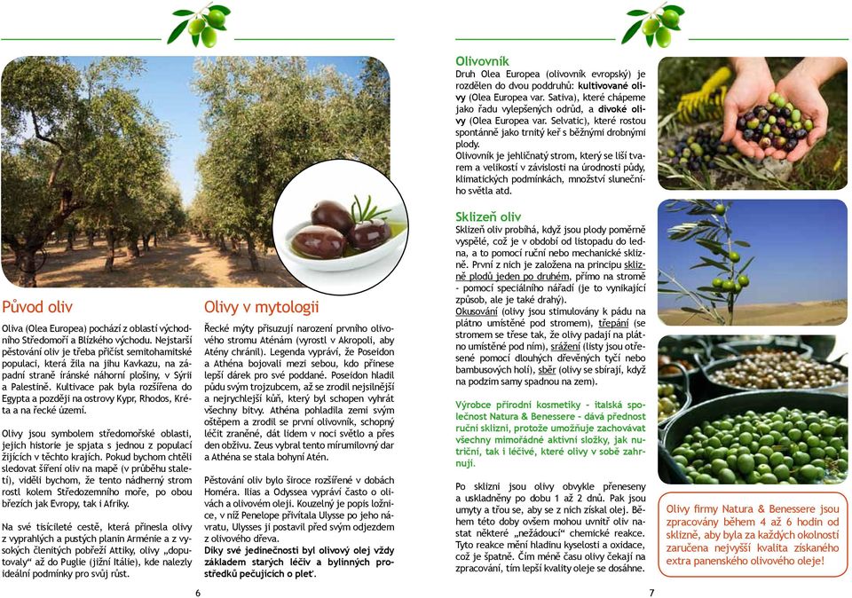 Olivovník je jehličnatý strom, který se liší tvarem a velikostí v závislosti na úrodnosti půdy, klimatických podmínkách, množství slunečního světla atd.