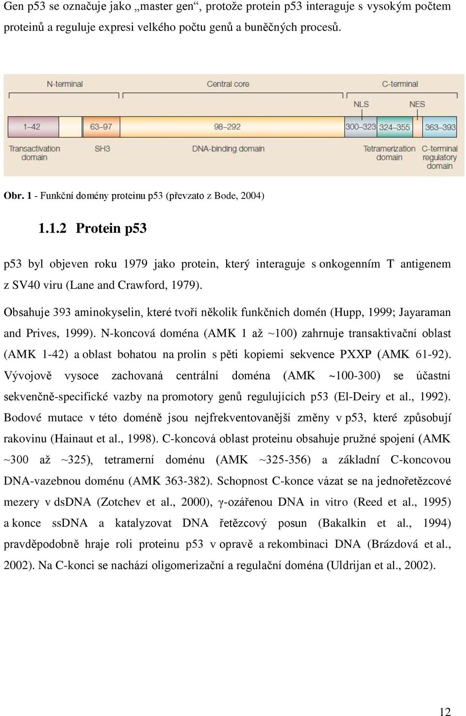Obsahuje 393 aminokyselin, které tvoří několik funkčních domén (Hupp, 1999; Jayaraman and Prives, 1999).