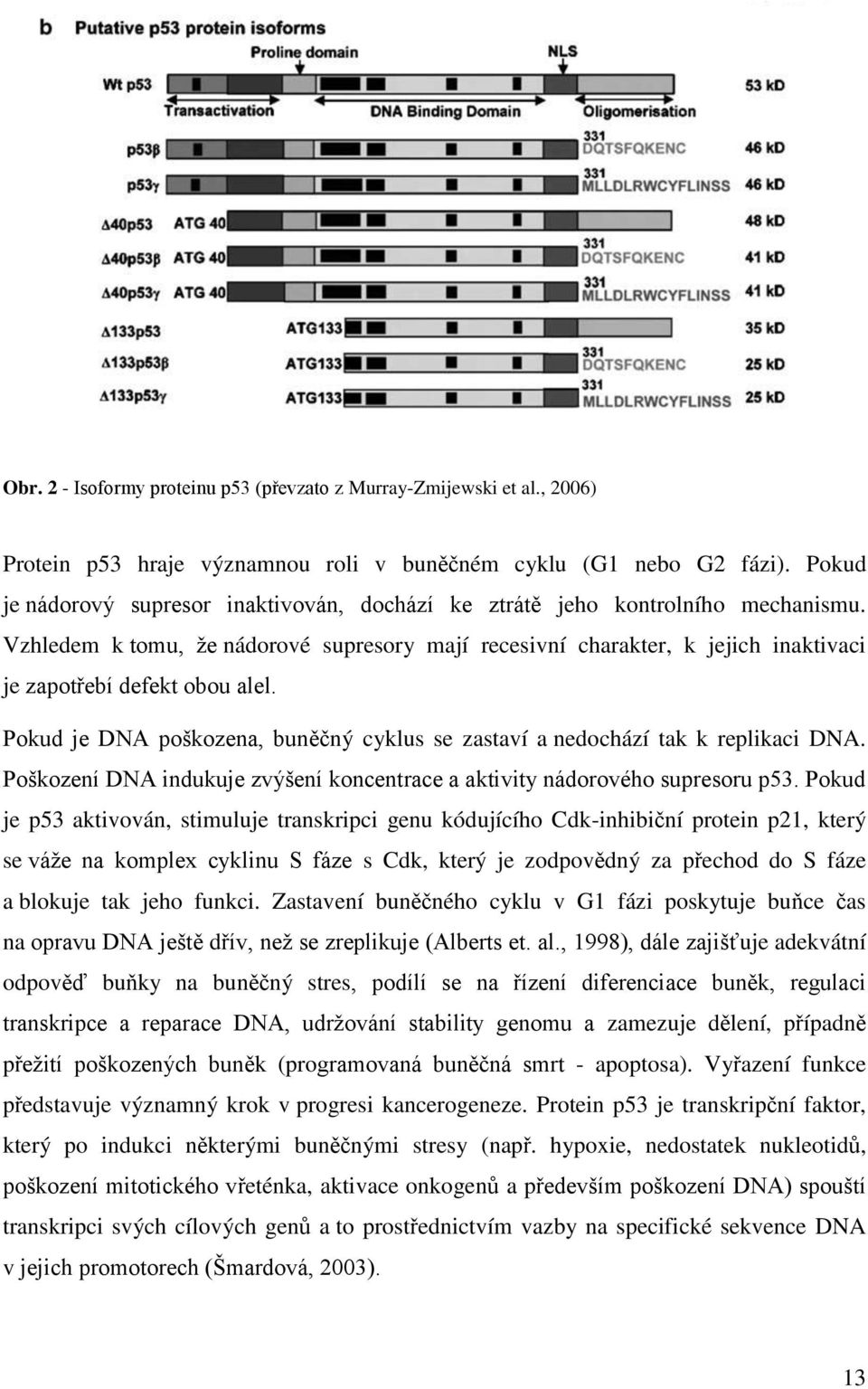 Vzhledem k tomu, že nádorové supresory mají recesivní charakter, k jejich inaktivaci je zapotřebí defekt obou alel. Pokud je DNA poškozena, buněčný cyklus se zastaví a nedochází tak k replikaci DNA.