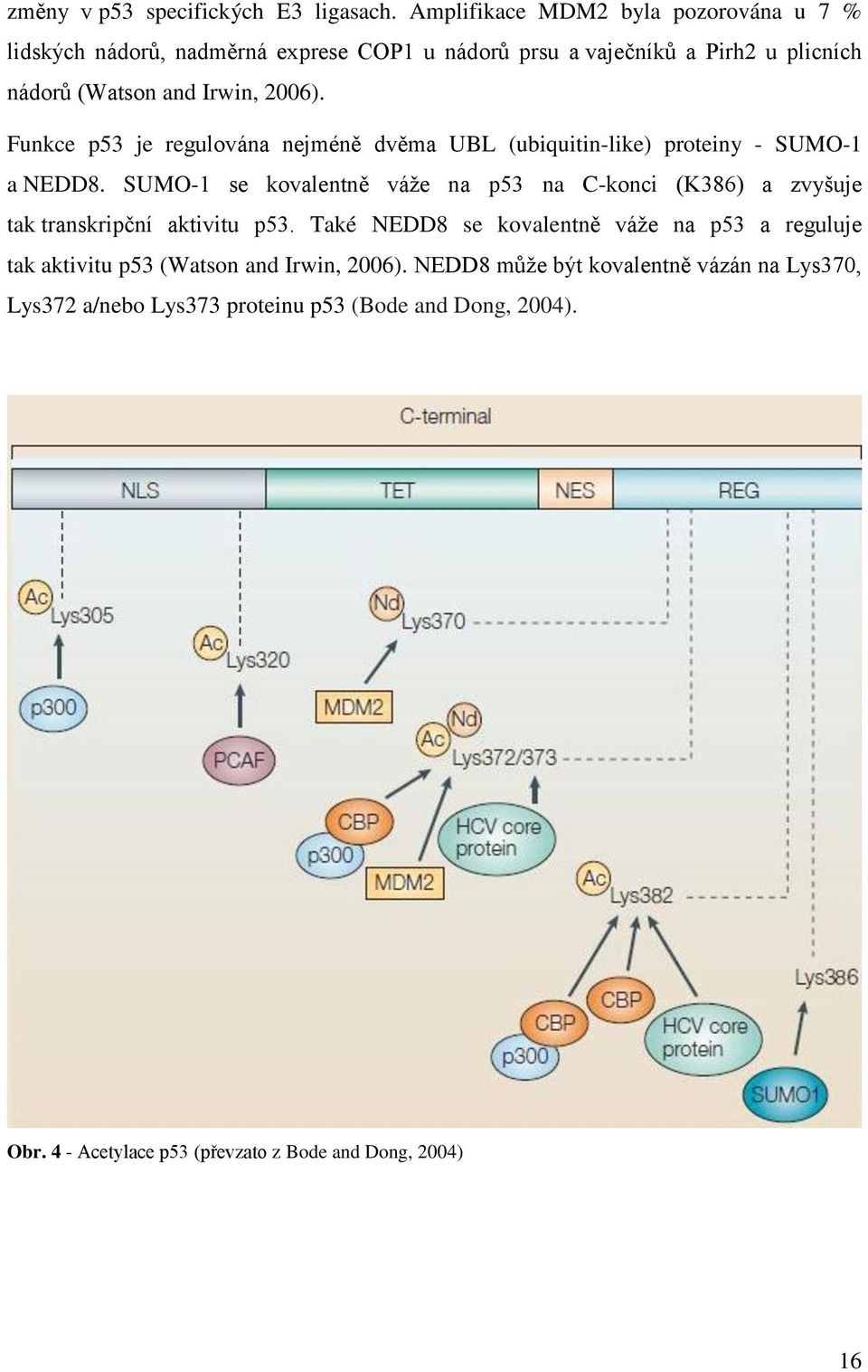 Funkce p53 je regulována nejméně dvěma UBL (ubiquitin-like) proteiny - SUMO-1 a NEDD8.