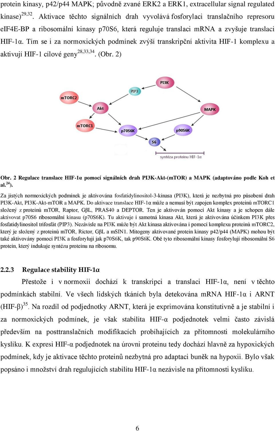 Tím se i za normoxických podmínek zvýší transkripční aktivita HIF-1 komplexu a aktivují HIF-1 cílové geny 28,33,34. (Obr. 2) Obr.