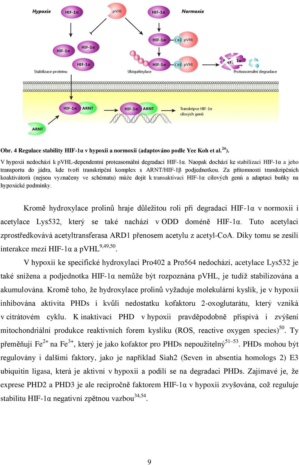 Za přítomnosti transkripčních koaktivátorů (nejsou vyznačeny ve schématu) může dojít k transaktivaci HIF-1α cílových genů a adaptaci buňky na hypoxické podmínky.