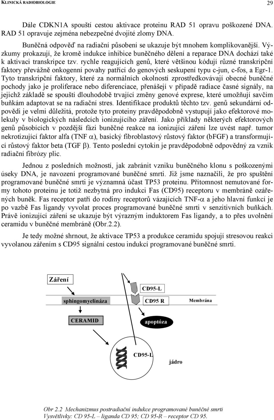 rychle reagujících genů, které většinou kódují různé transkripční faktory převážně onkogenní povahy patřící do genových seskupení typu c-jun, c-fos, a Egr-1.