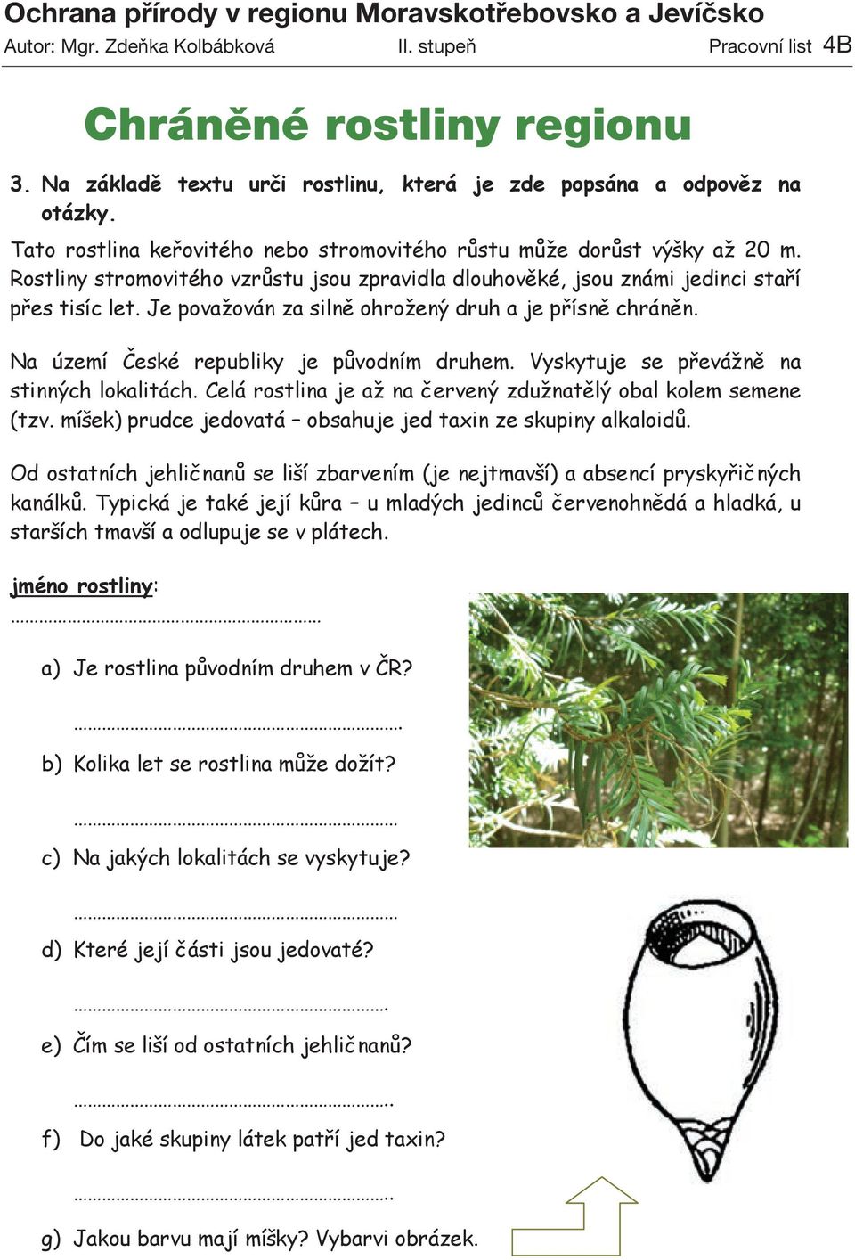 Rostliny stromovitého vzrůstu jsou zpravidla dlouhověké, jsou známi jedinci staří přes tisíc let. Je považován za silně ohrožený druh a je přísně chráněn. Na území České republiky je původním druhem.