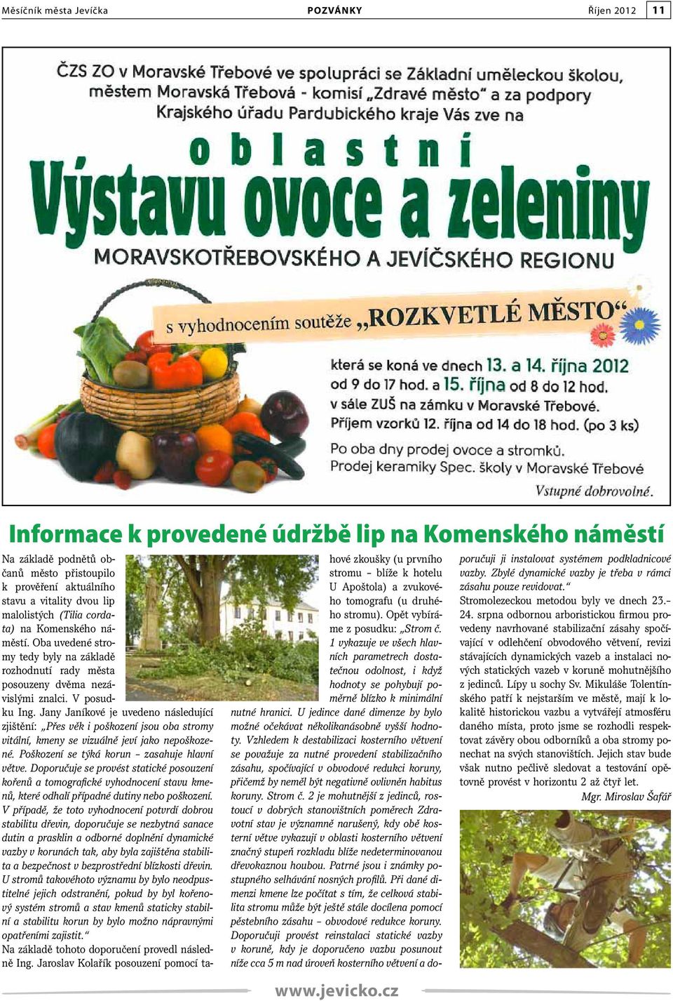 Jany Janíkové je uvedeno následující zjištění: Přes věk i poškození jsou oba stromy vitální, kmeny se vizuálně jeví jako nepoškozené. Poškození se týká korun zasahuje hlavní větve.