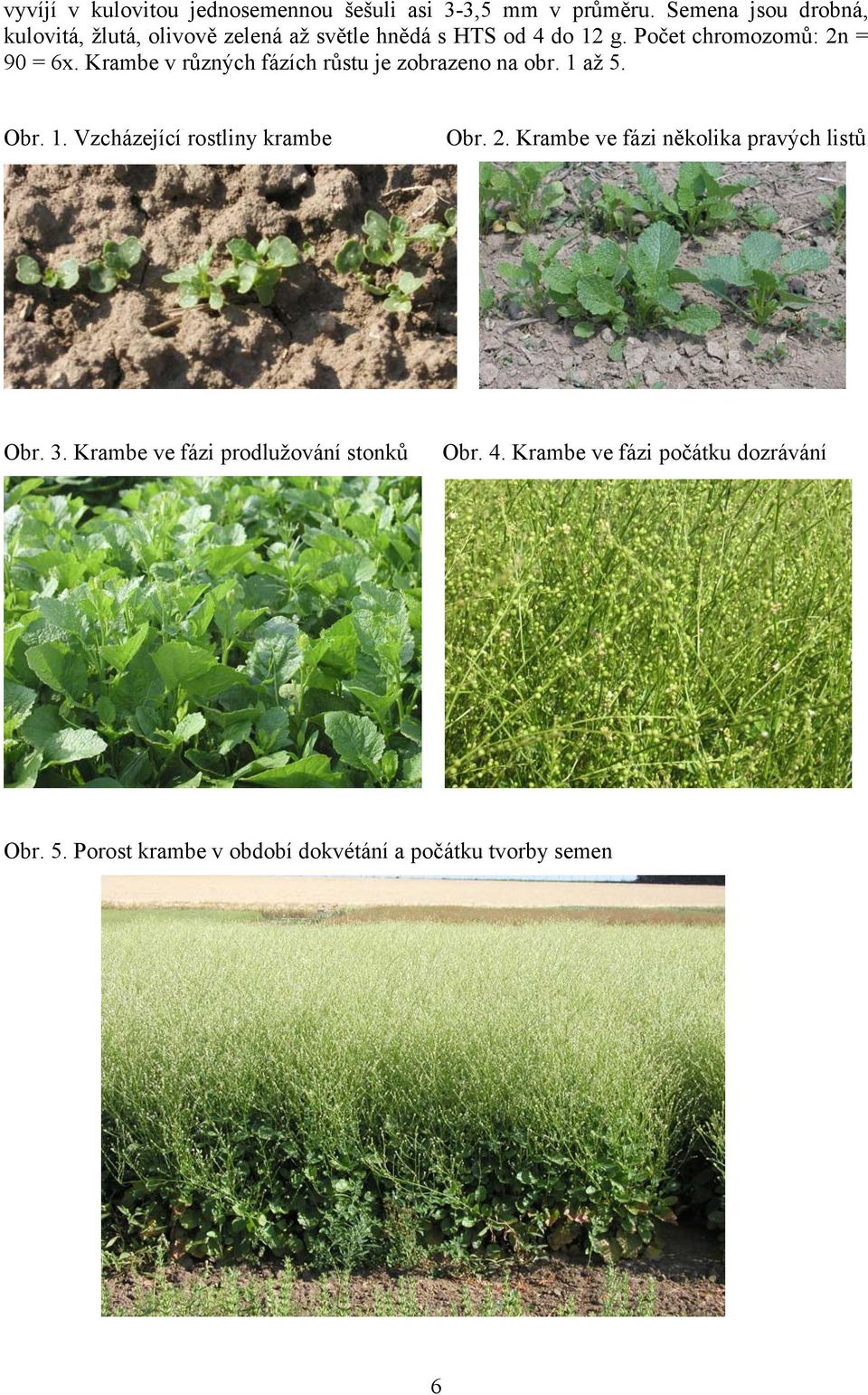 Krambe v různých fázích růstu je zobrazeno na obr. 1 až 5. Obr. 1. Vzcházející rostliny krambe Obr. 2.