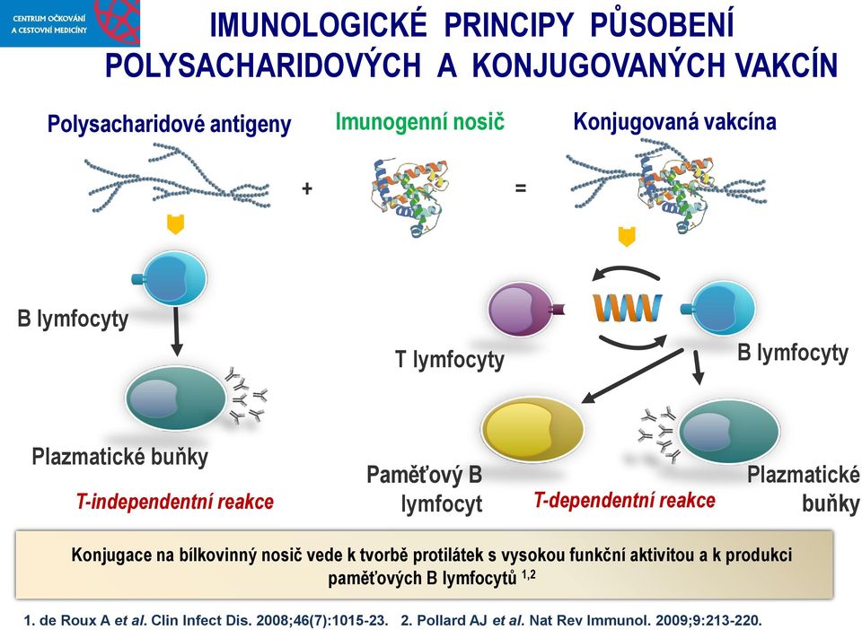 reakce Plazmatické buňky Konjugace na bílkovinný nosič vede k tvorbě protilátek s vysokou funkční aktivitou a k produkci