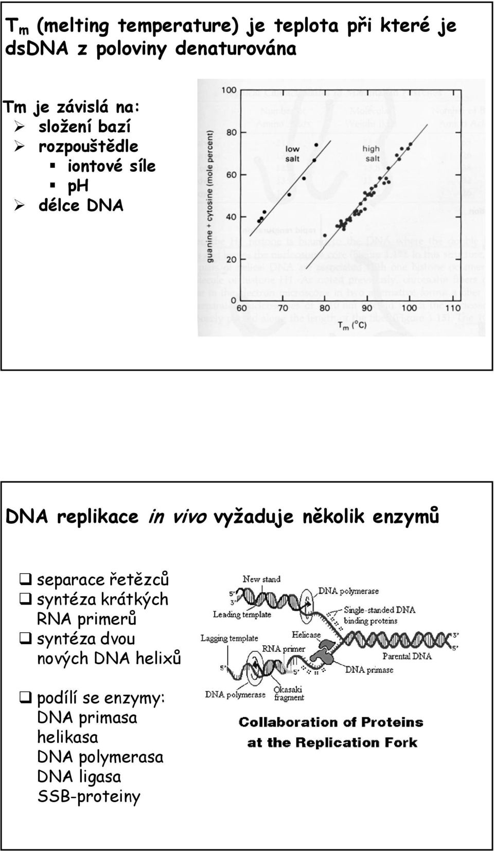 vyžaduje několik enzymů separace řetězců syntéza krátkých RNA primerů syntéza dvou