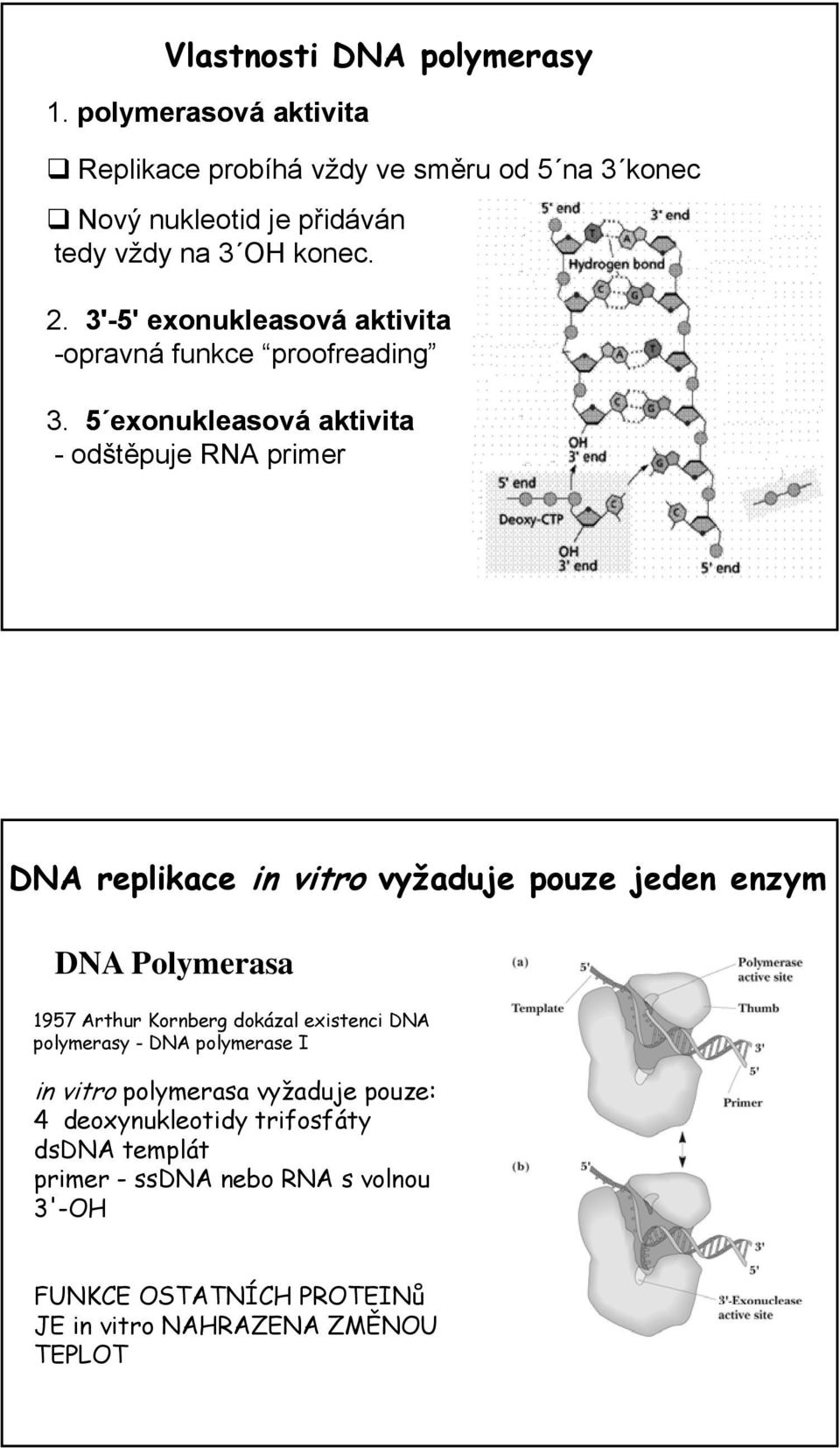 3'-5' exonukleasová aktivita -opravná funkce proofreading 3.