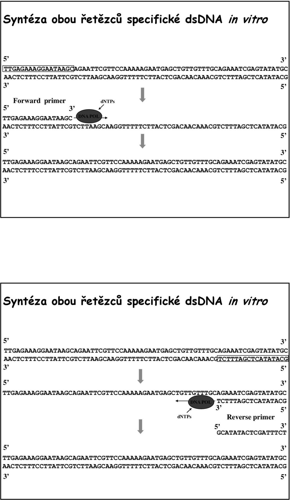 AACTCTTTCCTTATTCGTCTTAAGCAAGGTTTTTCTTACTCGACAACAAACGTCTTTAGCTCATATACG 3 5  5 3 TTGAGAAAGGAATAAGCAGAATTCGTTCCAAAAAGAATGAGCTGTTGTTTGCAGAAATCGAGTATATGC DNA POL TCTTTAGCTCATATACG 3 5 dntps Reverse primer