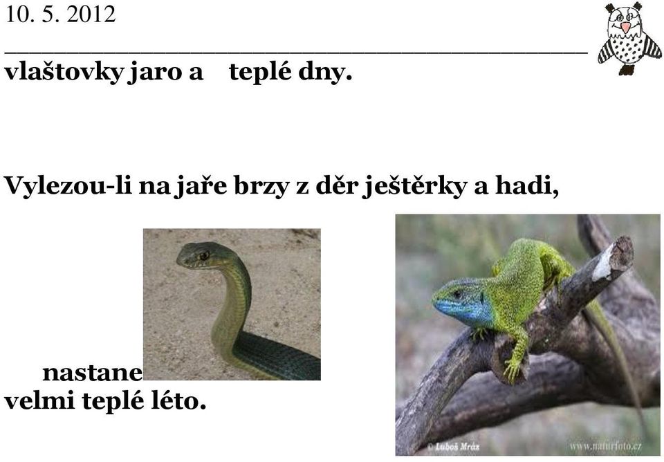 brzy z děr ještěrky a