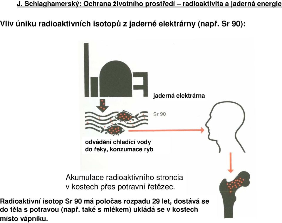 radioaktivního stroncia v kostech přes potravní řetězec.