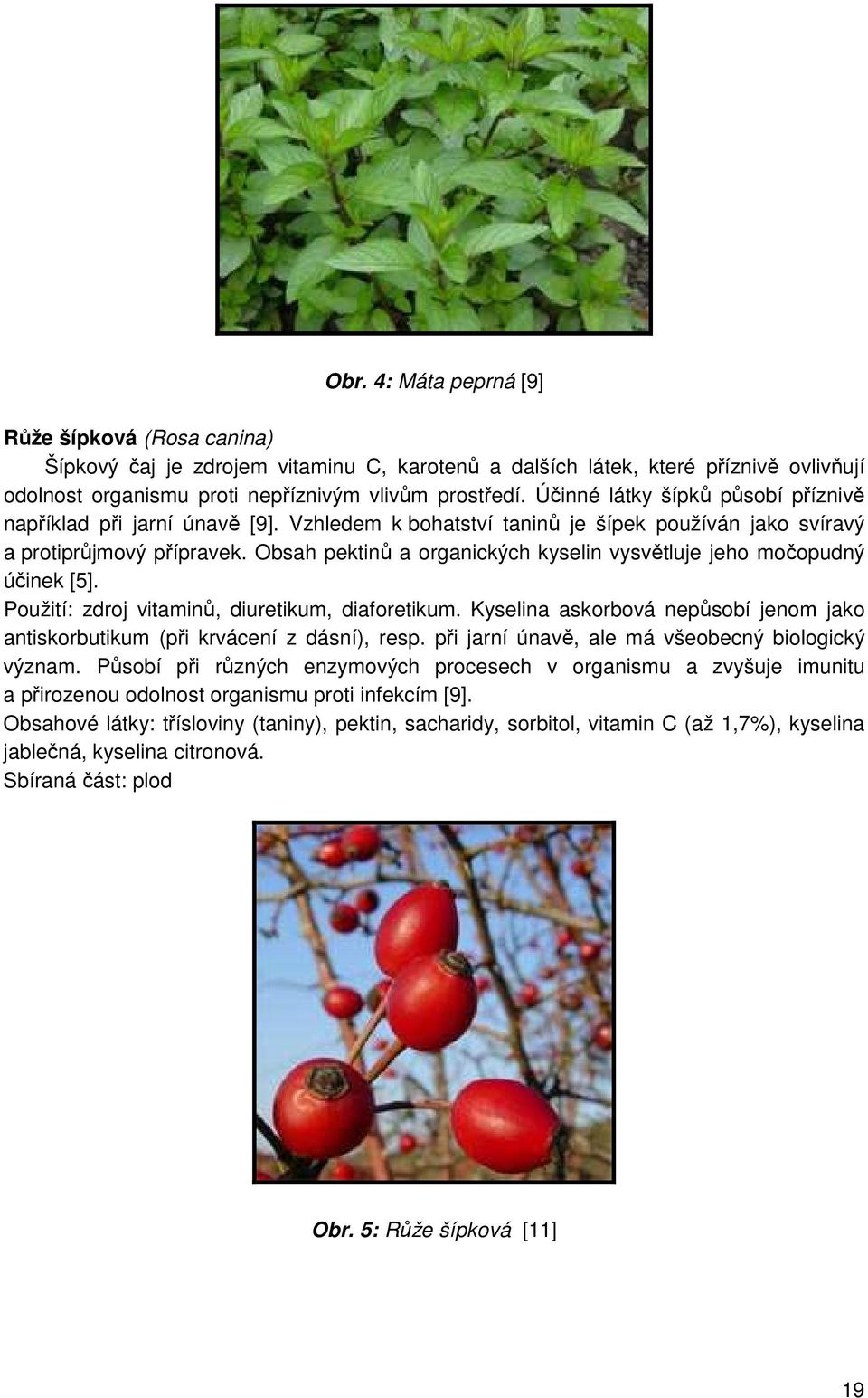 Obsah pektinů a organických kyselin vysvětluje jeho močopudný účinek [5]. Použití: zdroj vitaminů, diuretikum, diaforetikum.