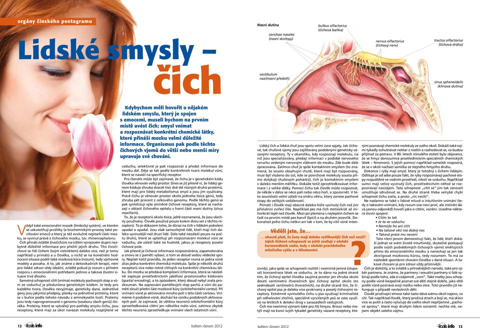 který je též evolučně nejstarší částí mozku, se vyvinul právě z čichového mozku, tzv. rhinencephalonu.