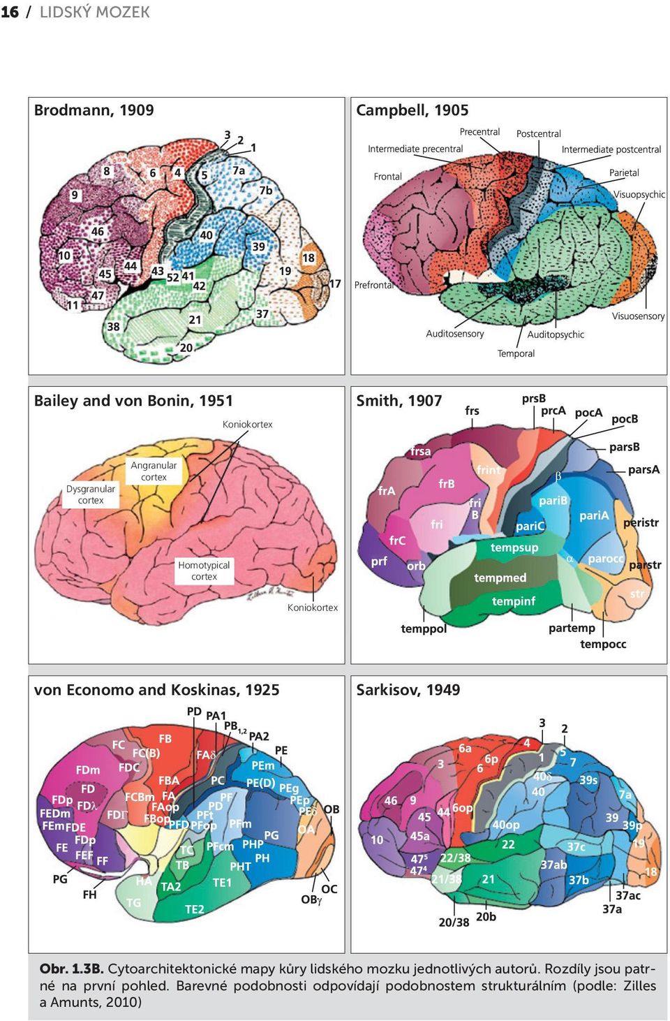 Sarkisov, 1949 Obr. 1.3B. Cytoarchitektonické mapy kůry lidského mozku jednotlivých autorů.