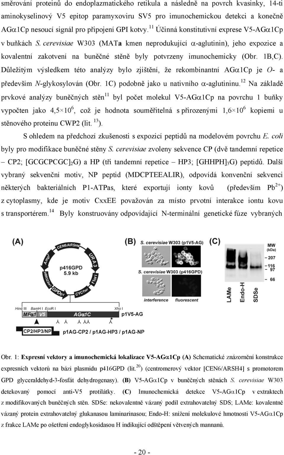 cerevisiae W303 (MATa kmen neprodukující α-aglutinin), jeho expozice a kovalentní zakotvení na buněčné stěně byly potvrzeny imunochemicky (Obr. 1B,C).