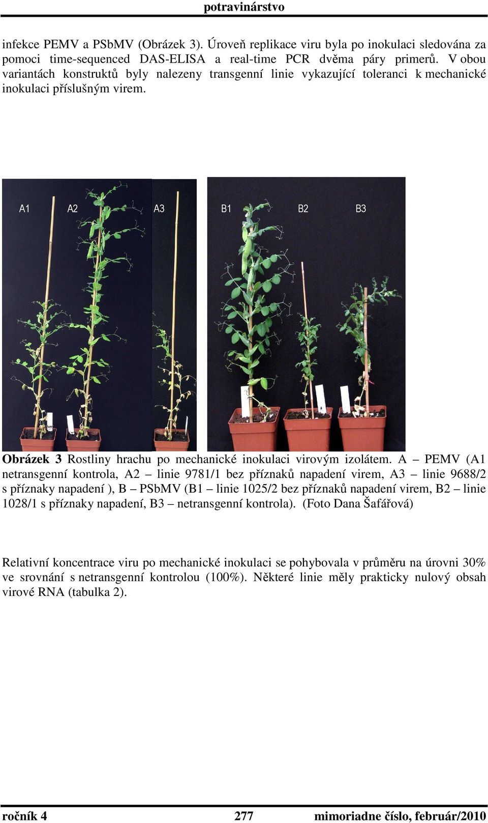 A1 A2 A3 B1 B2 B3 Obrázek 3 Rostliny hrachu po mechanické inokulaci virovým izolátem.