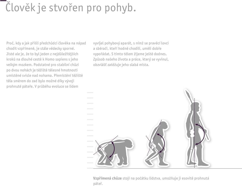 Podstatné pro stabilní chůzi po dvou nohách je těžiště tělesné hmotnosti umístěné svisle nad nohama. Přemístění těžiště těla směrem do zad bylo možné díky vývoji prohnuté páteře.