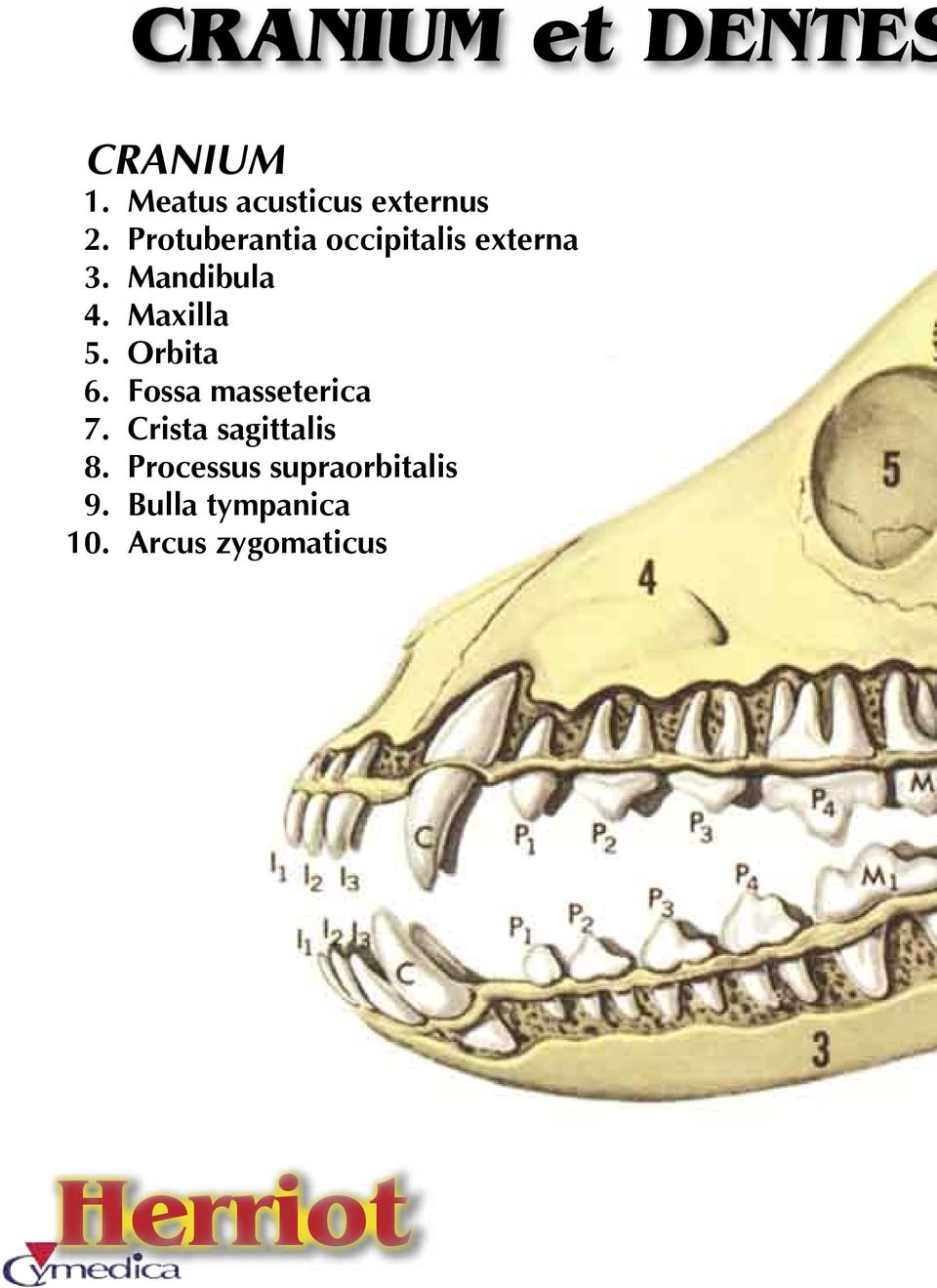 Orbita 6. ossa masseterica 7. Crista sagittalis 8.