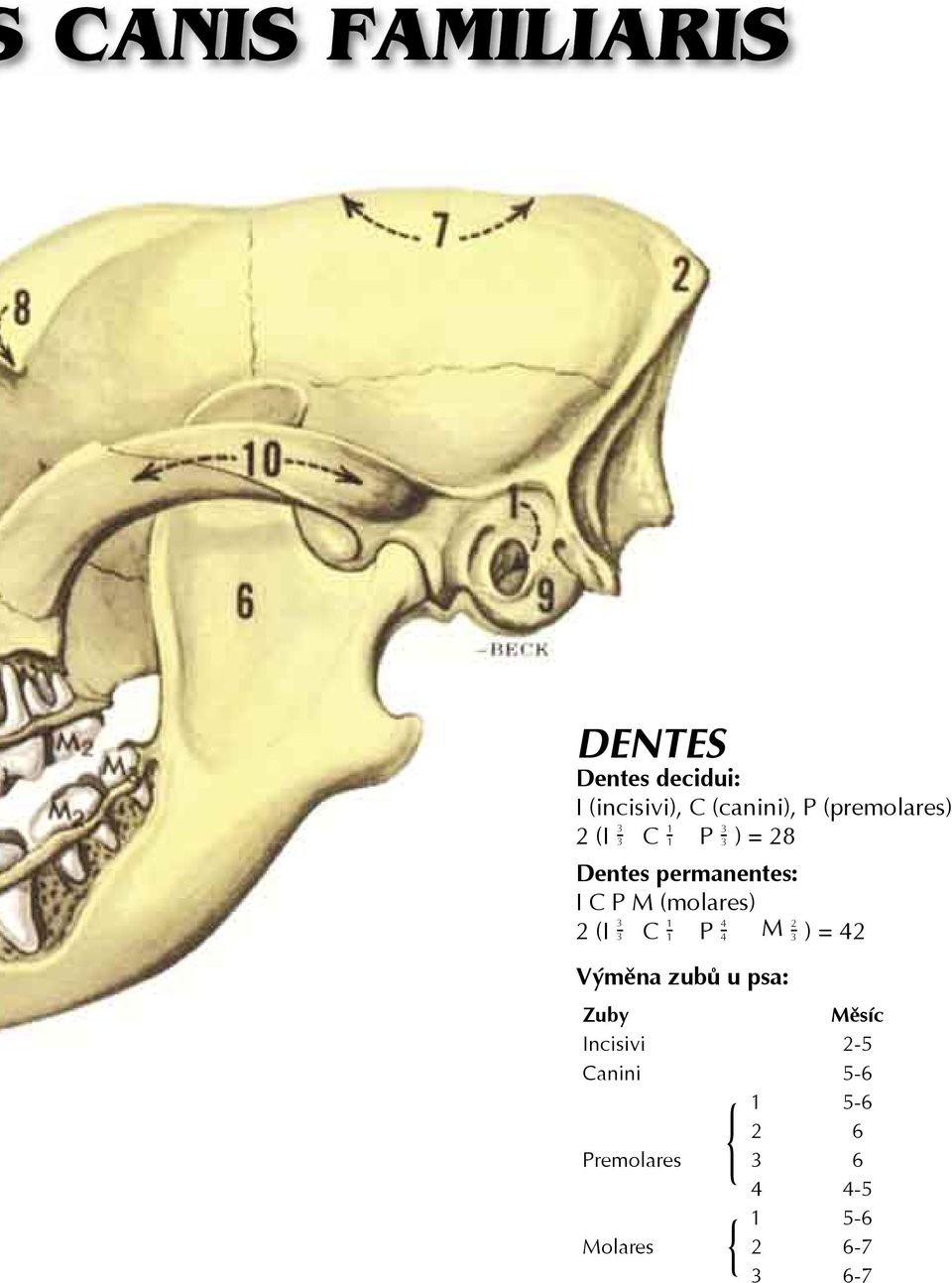(molares) 3 1 4 2 2 (I - 3 C - 1 P - 4 M - 3 ) = 42 Výměna zubů u psa: Zuby