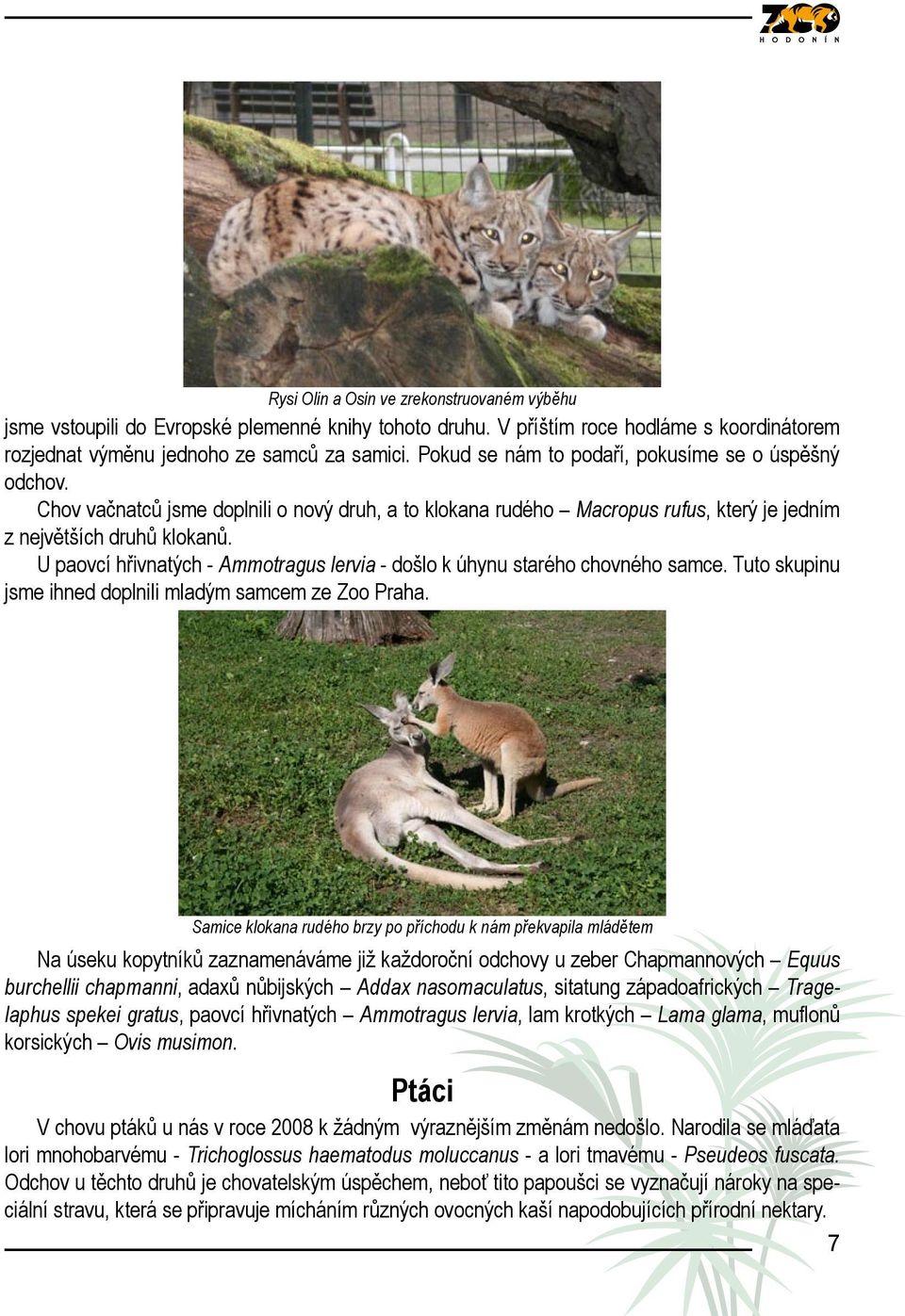 U paovcí hřivnatých - Ammotragus lervia - došlo k úhynu starého chovného samce. Tuto skupinu jsme ihned doplnili mladým samcem ze Zoo Praha.