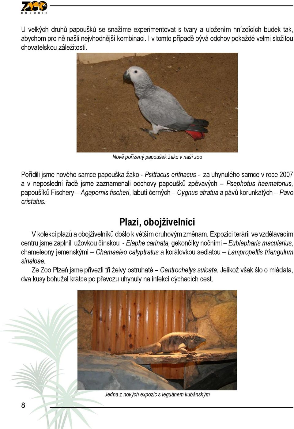 Nově pořízený papoušek žako v naší zoo Pořídili jsme nového samce papouška žako - Psittacus erithacus - za uhynulého samce v roce 2007 a v neposlední řadě jsme zaznamenali odchovy papoušků zpěvavých