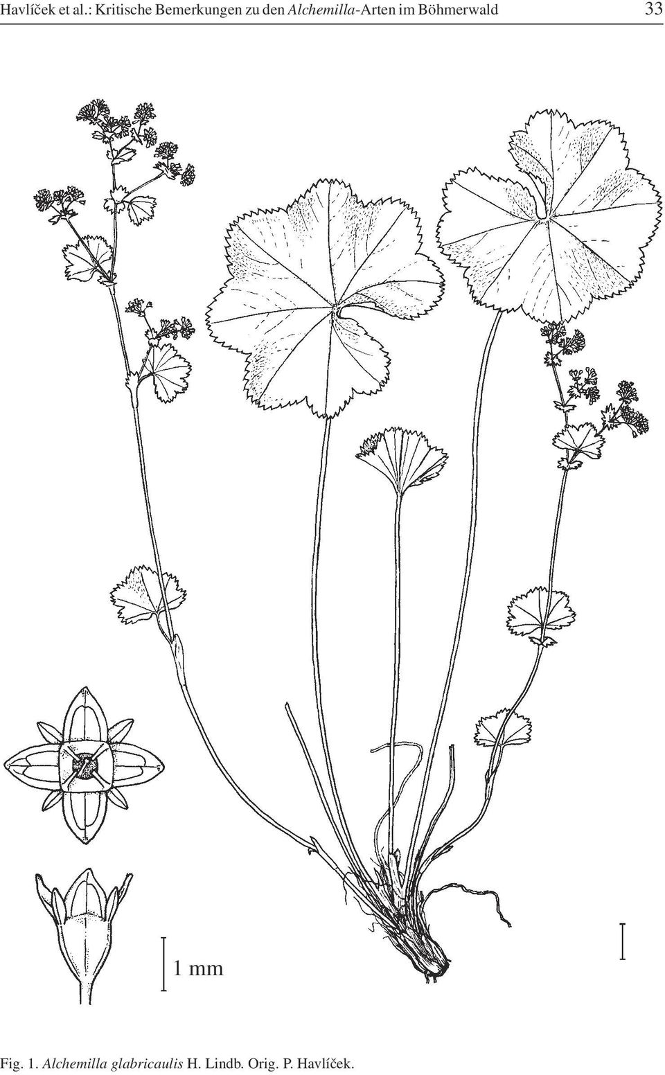 Alchemilla-Arten im Böhmerwald 33