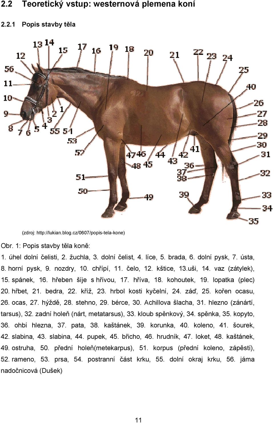 kohoutek, 19. lopatka (plec) 20. hřbet, 21. bedra, 22. kříž, 23. hrbol kosti kyčelní, 24. záď, 25. kořen ocasu, 26. ocas, 27. hýždě, 28. stehno, 29. bérce, 30. Achillova šlacha, 31.