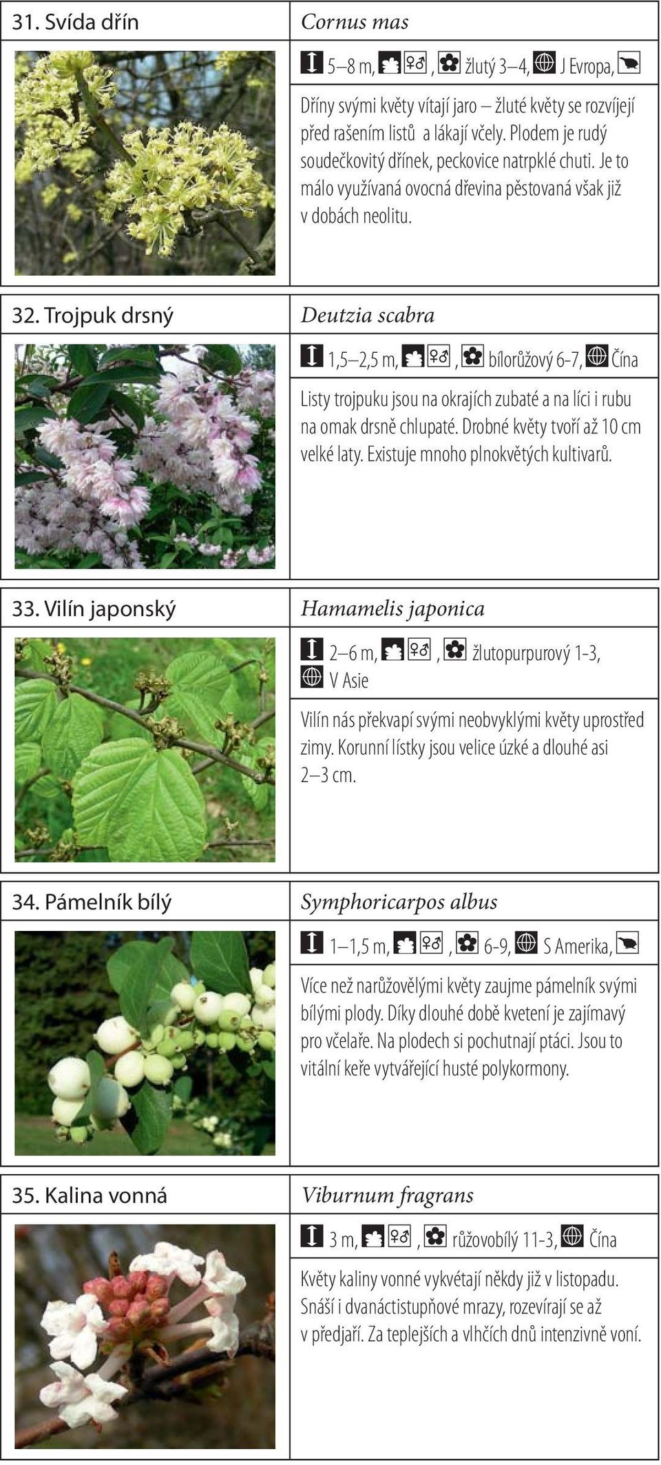 Trojpuk drsný Deutzia scabra 1,5 2,5 m,, bílorůžový 6-7, Čína Listy trojpuku jsou na okrajích zubaté a na líci i rubu na omak drsně chlupaté. Drobné květy tvoří až 10 cm velké laty.