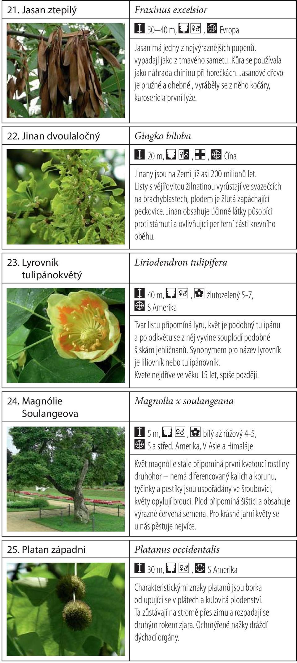 Listy s vějířovitou žilnatinou vyrůstají ve svazečcích na brachyblastech, plodem je žlutá zapáchající peckovice.