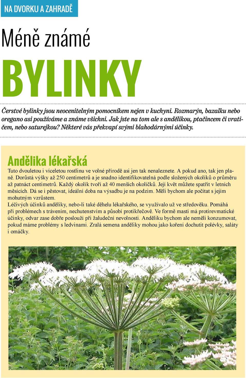 Andělika lékařská Tuto dvouletou i víceletou rostlinu ve volné přírodě asi jen tak nenaleznete. A pokud ano, tak jen planě.