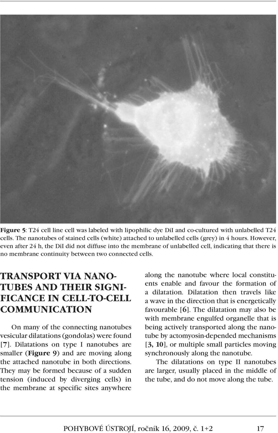 TRANSPORT VIA NANO- TUBES AND THEIR SIGNI- FICANCE IN CELL-TO-CELL COMMUNICATION On many of the connecting nanotubes vesicular dilatations (gondolas) were found [7].