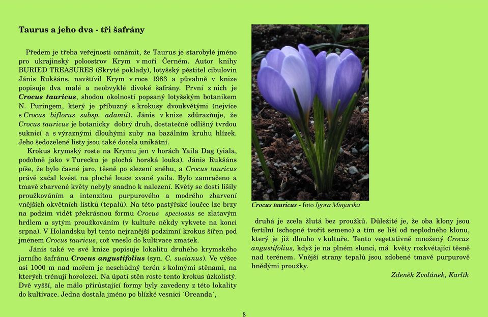 První z nich je Crocus tauricus, shodou okolností popsaný lotyšským botanikem N. Puringem, který je příbuzný s krokusy dvoukvětými (nejvíce s Crocus biflorus subsp. adamii).