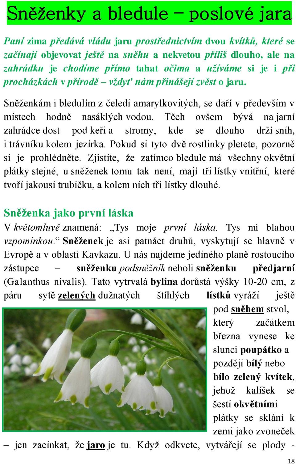 Těch ovšem bývá na jarní zahrádce dost pod keři a stromy, kde se dlouho drží sníh, i trávníku kolem jezírka. Pokud si tyto dvě rostlinky pletete, pozorně si je prohlédněte.