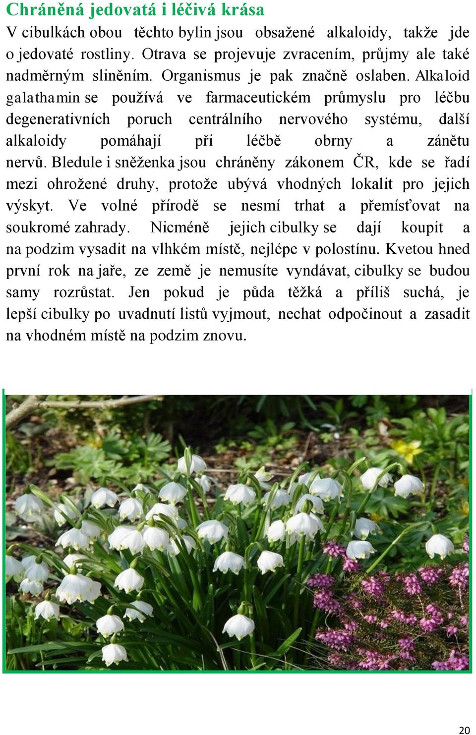 Alkaloid galathamin se používá ve farmaceutickém průmyslu pro léčbu degenerativních poruch centrálního nervového systému, další alkaloidy pomáhají při léčbě obrny a zánětu nervů.