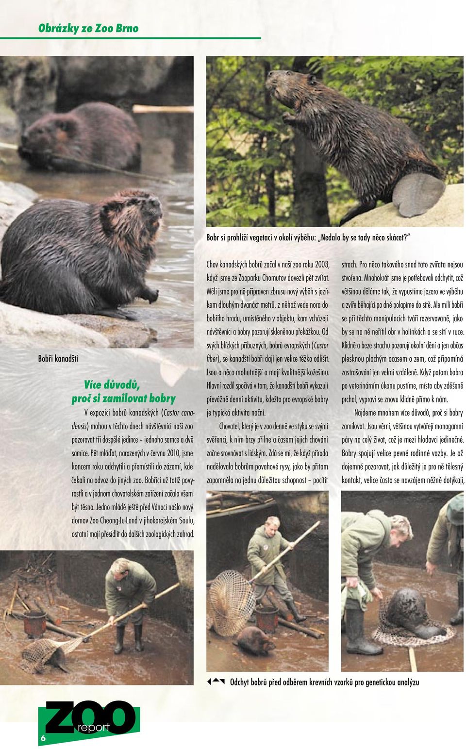 Pět mláďat, narozených v červnu 2010, jsme koncem roku odchytili a přemístili do zázemí, kde čekali na odvoz do jiných zoo.