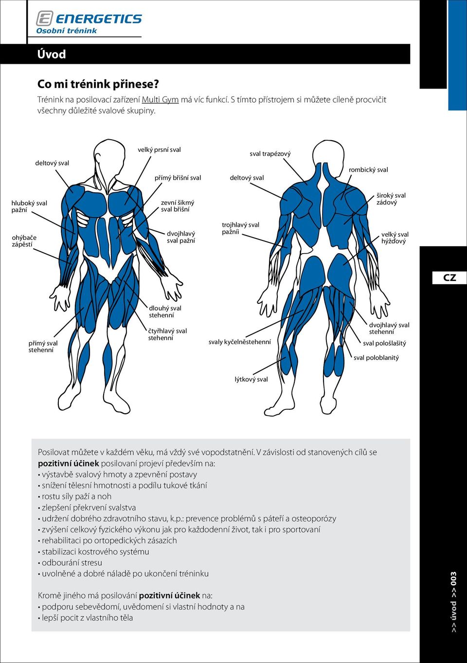 sval pažníi velký sval hýžďový přímý sval stehenní dlouhý sval stehenní čtyřhlavý sval stehenní svaly kyčelněstehenní dvojhlavý sval stehenní sval pološlašitý sval poloblanitý lýtkový sval Posilovat