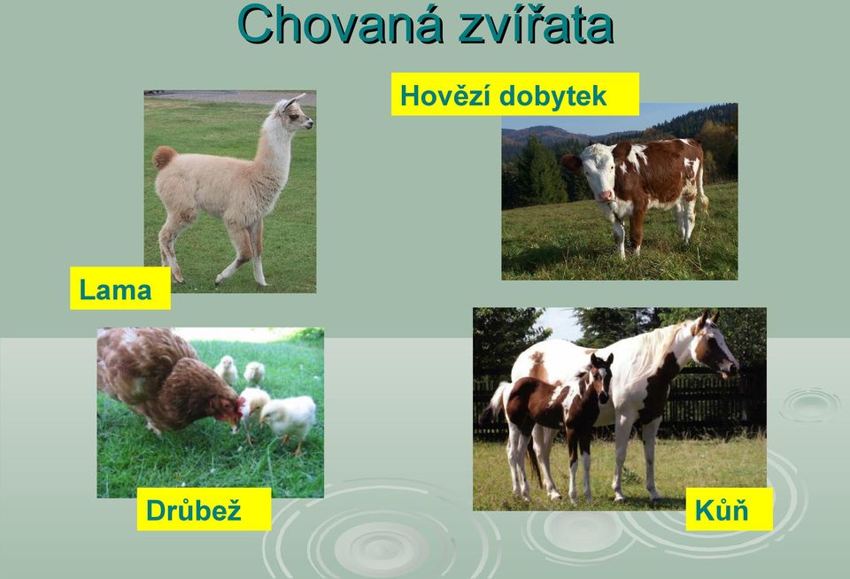 Hovězí