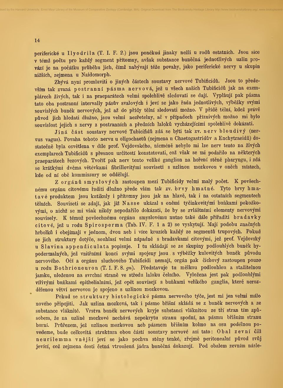 Naidomorph. Zbývá nyní promluviti o jiných ástech soustavy nervové Tubificid.