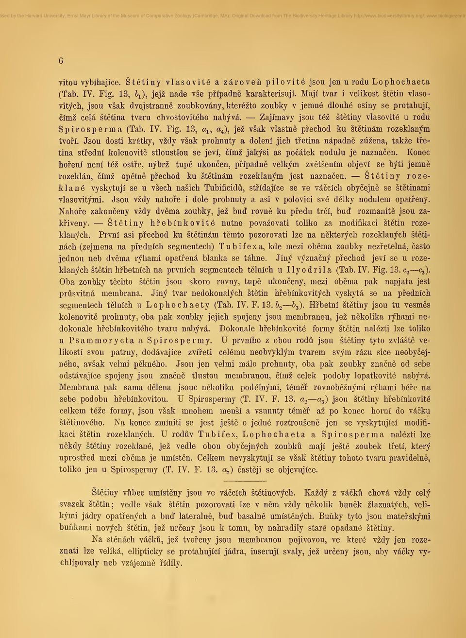 Zajímavý jsou též šttiny vlasovité u rodu Spirosperma (Tab. IV. Fig. 13, «j, «4), jež však vlastn pechod ku šttinám rozeklaným tvoí.