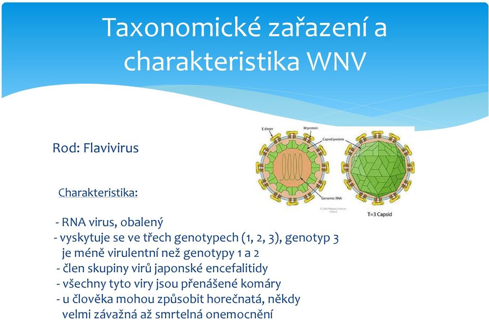 genotypy 1 a 2 člen skupiny virů japonské encefalitidy všechny tyto viry jsou