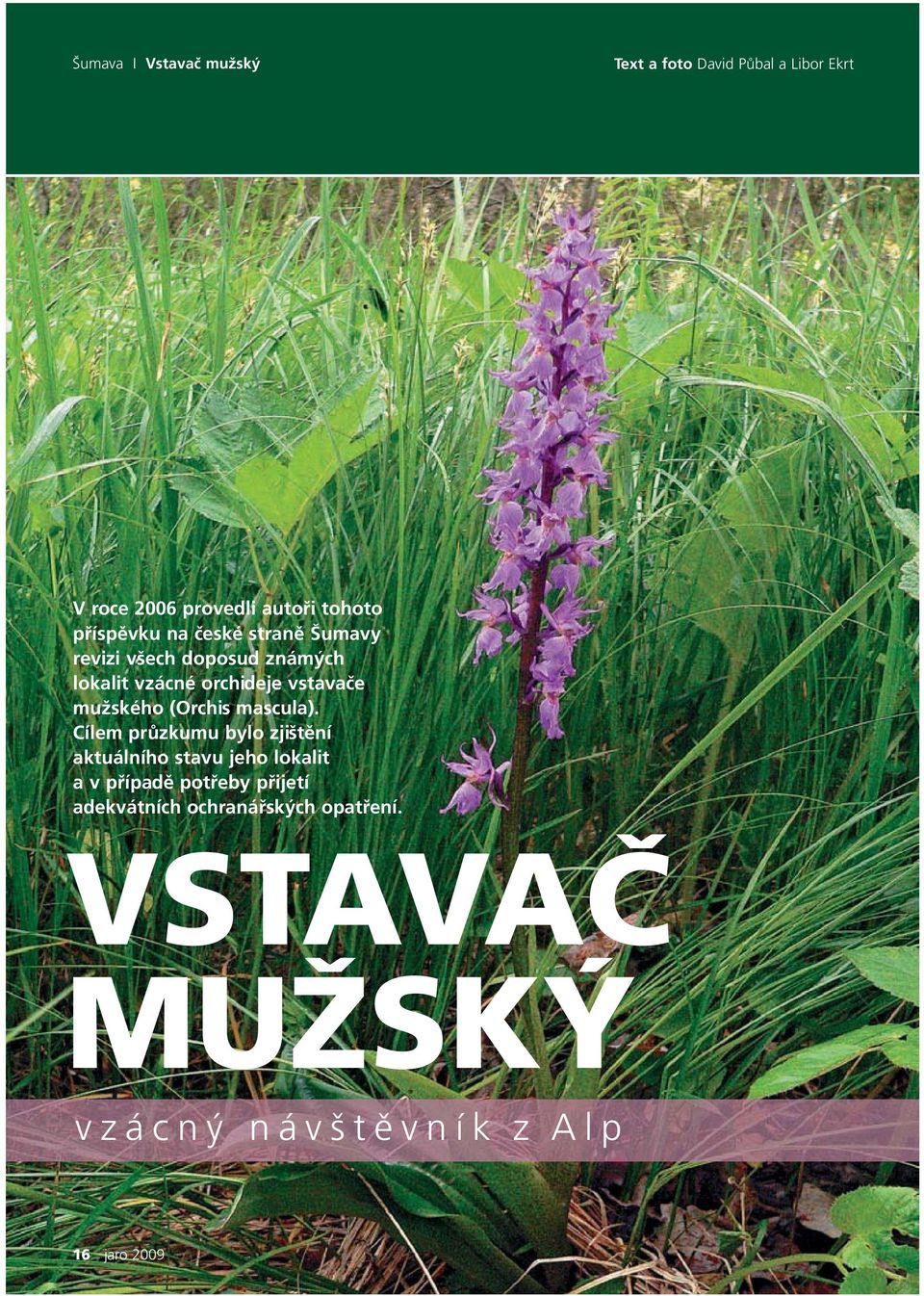 mužského (Orchis mascula).