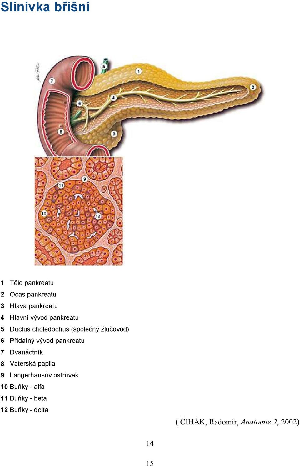 pankreatu 7 Dvanáctník 8 Vaterská papila 9 Langerhansův ostrůvek 10 Buňky -