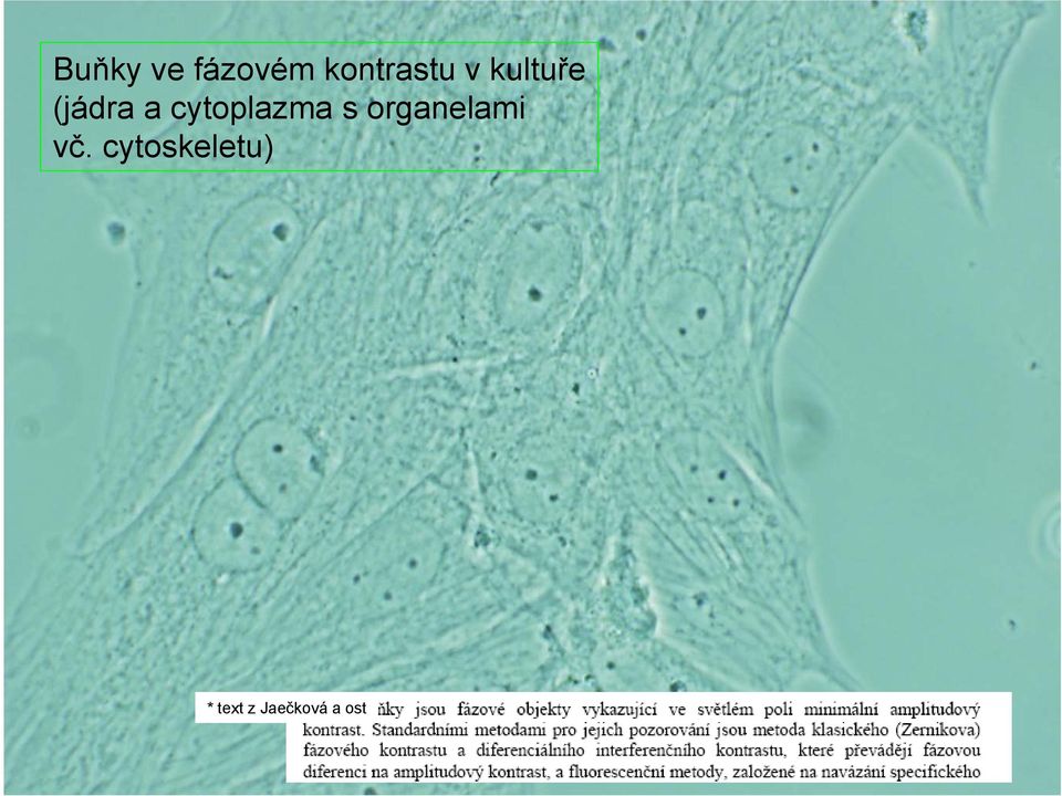 cytoplazma s organelami vč.