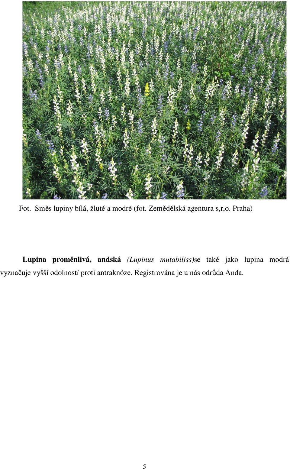 Praha) Lupina proměnlivá, andská (Lupinus mutabiliss)se