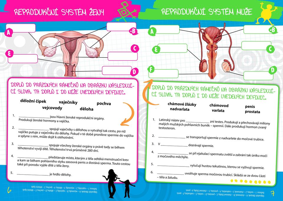 Produkují ženské hormony a vajíčka. 2. spojují vaječníky s dělohou a vytvářejí tak cestu, po níž vajíčko putuje z vaječníku do dělohy.