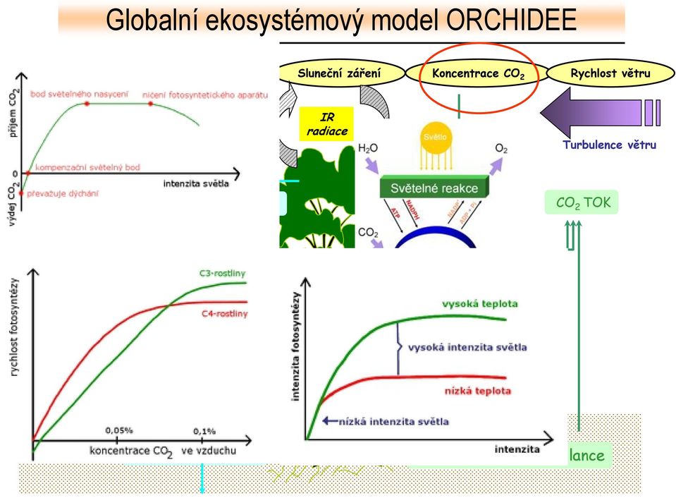 z půdyl Intercepce Fotosyntéza Růst a udržovací respirace Alokace asimilátů CO 2 TOK